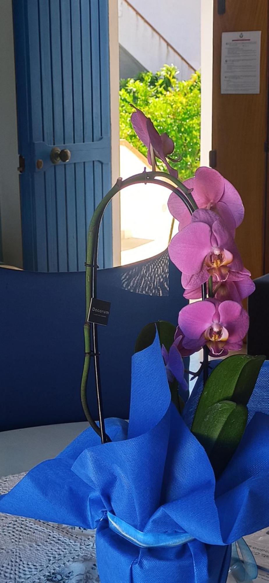 קאלה גונונה Haiku Home מראה חיצוני תמונה